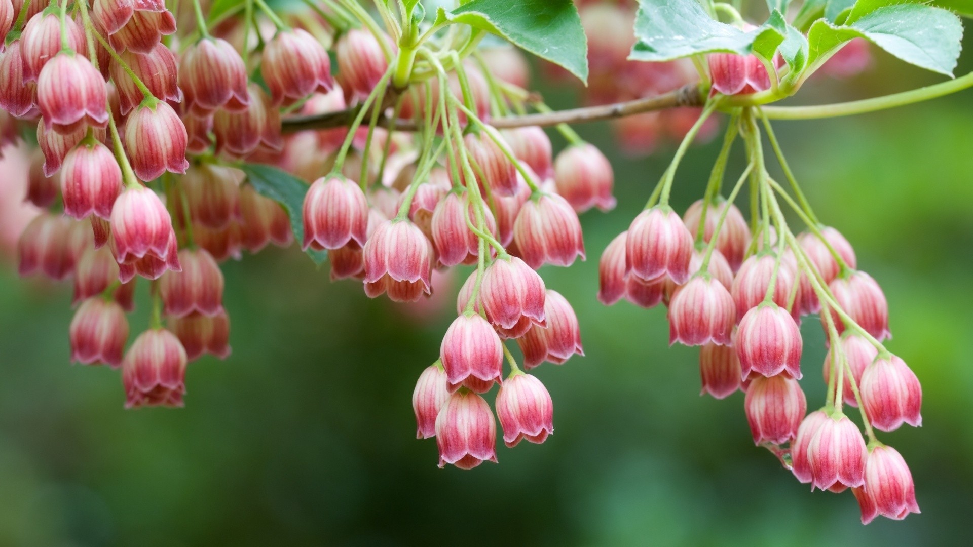 nature-flowers.jpg