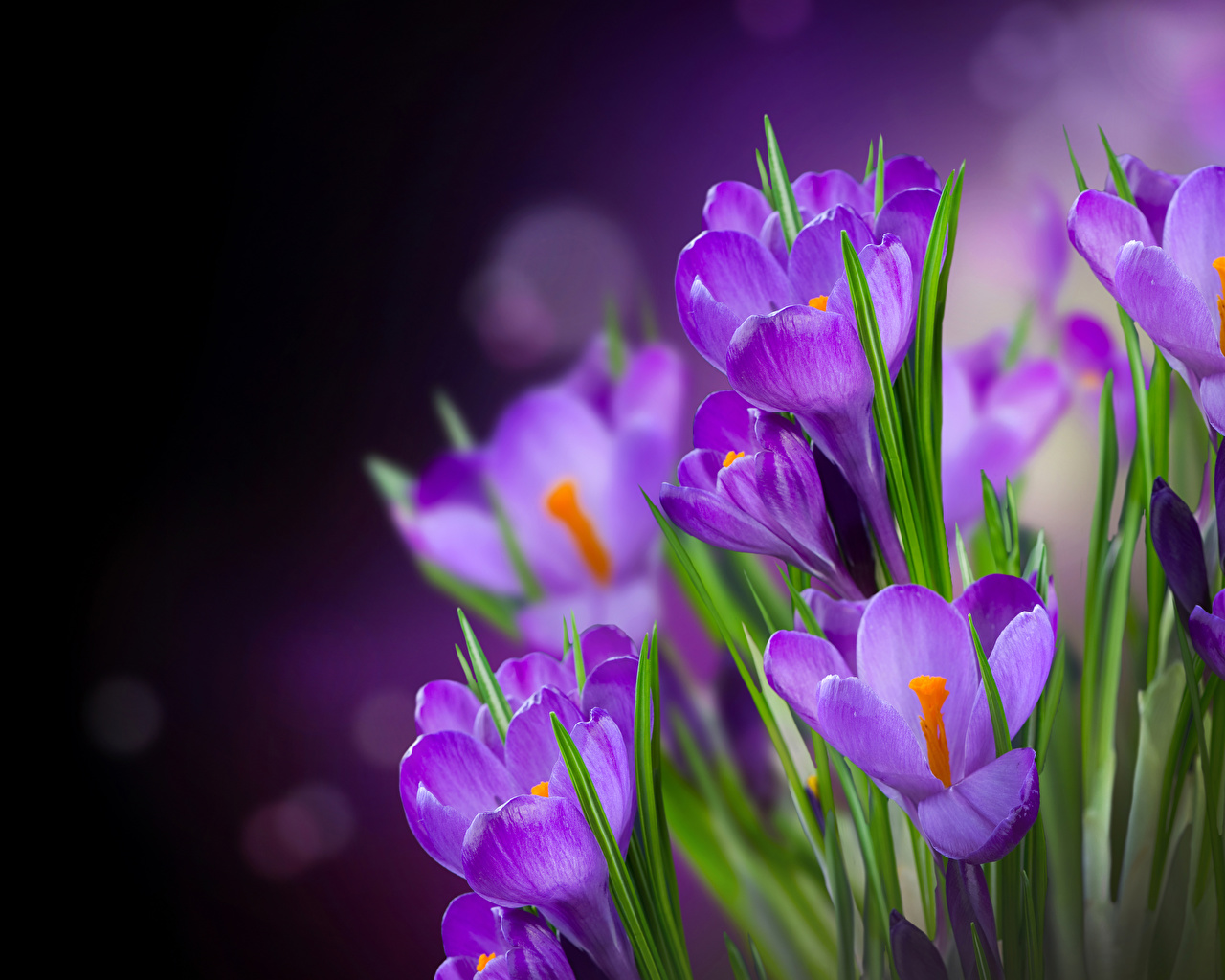 Crocuses_Closeup_Violet_544446_1280x1024.jpg