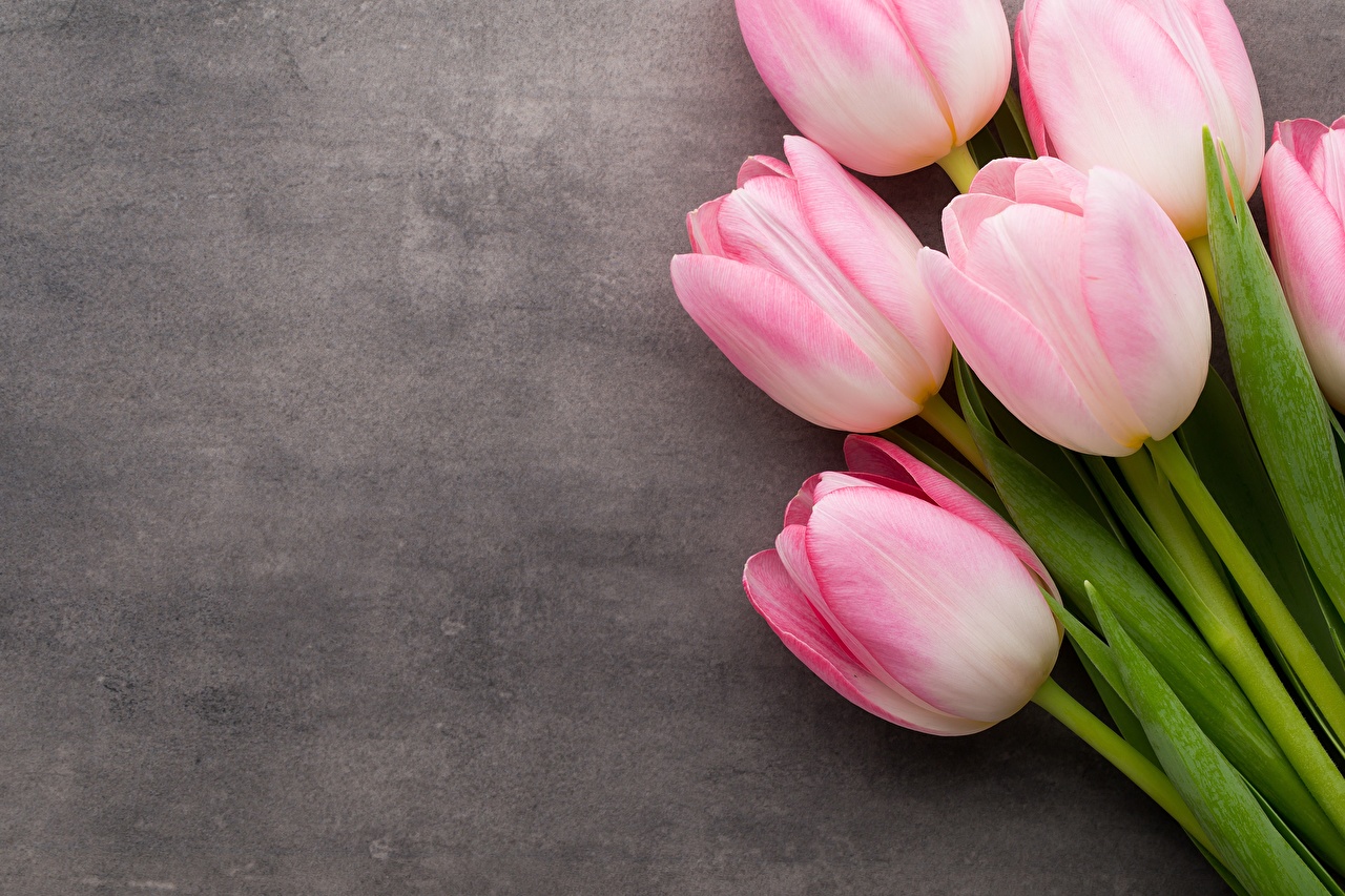 Tulips_Pink_color_544376_1280x853.jpg