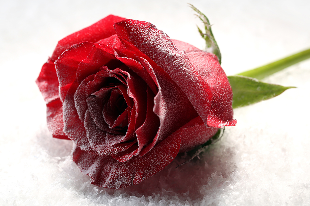 Roses_Closeup_Red_Snow_542611_1280x853.jpg