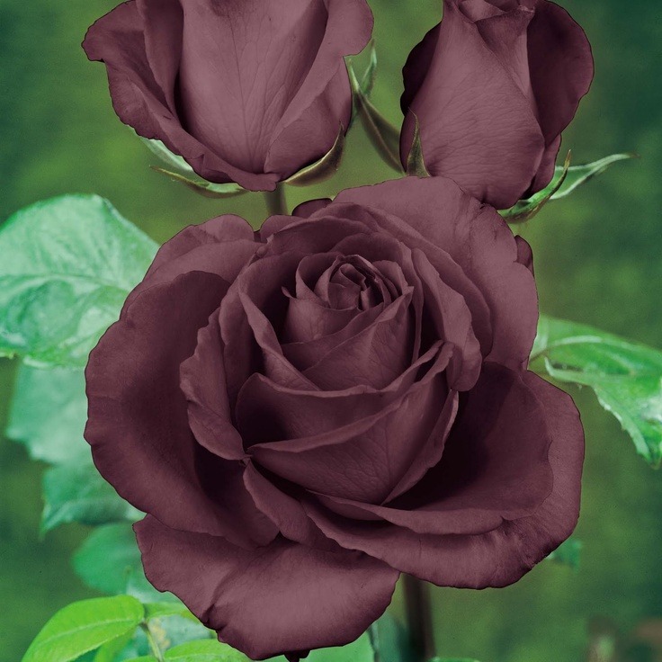 tumblr_p2fliwnmqi1wba83ho4_1280.jpg