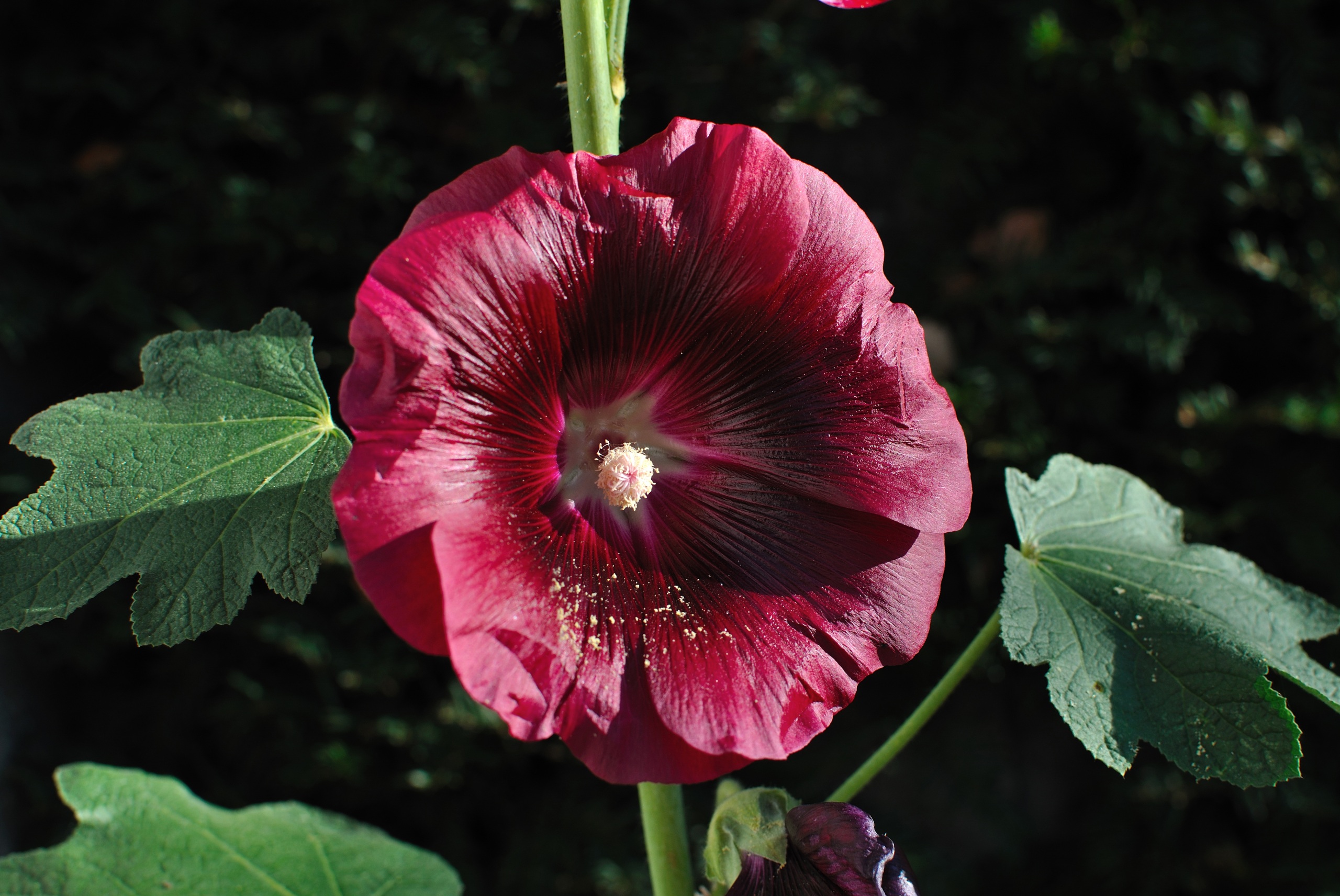 Malva_Closeup_Wine_color_540832_2560x1712.jpg