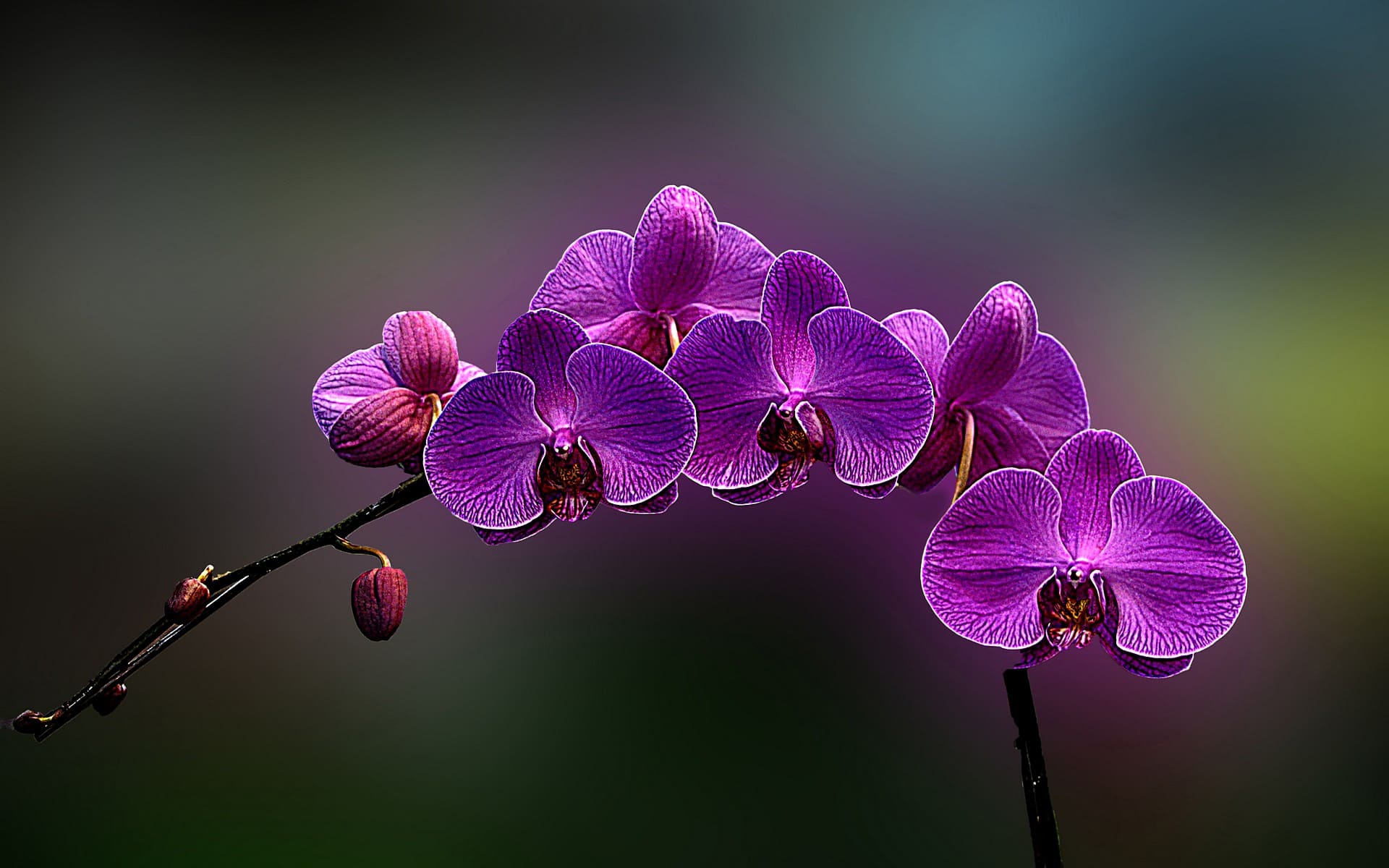 orhidei-foto-30.jpg