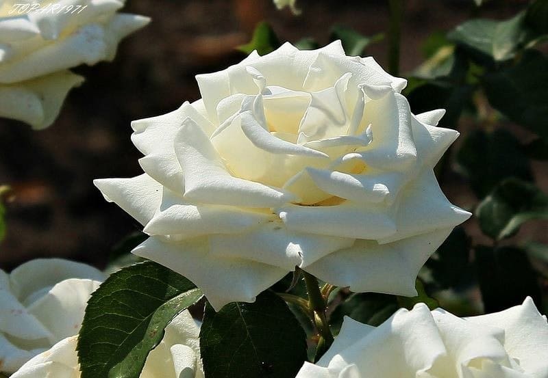 belye-rozy-foto-09.jpg