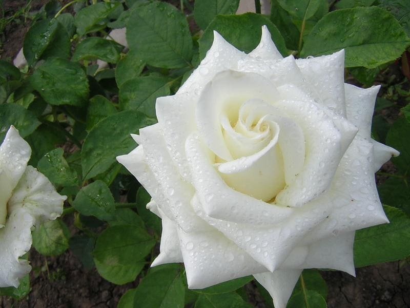 belye-rozy-foto-02.jpg