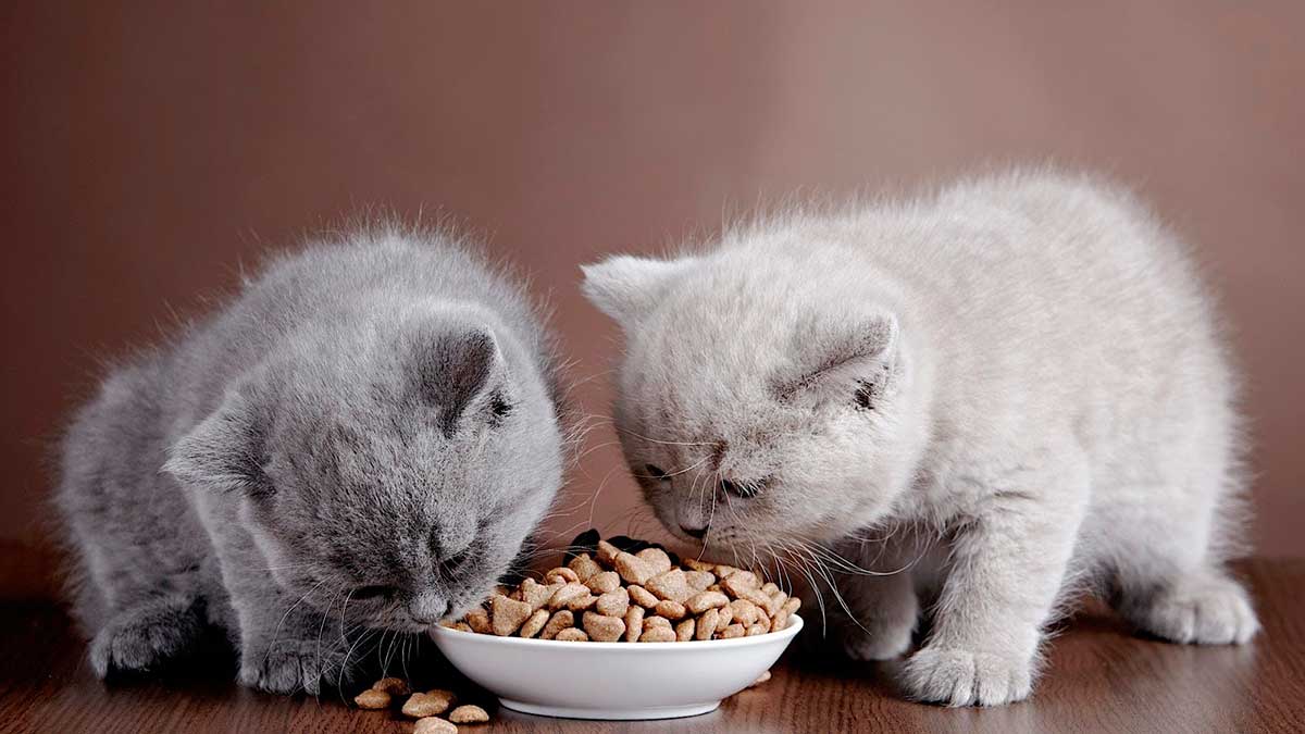 Беззерновой корм для кошек: польза и особые указания