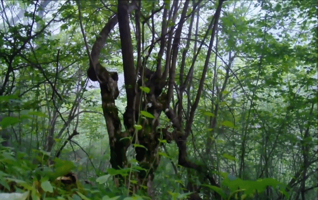 Видео скрытой камерой природ. Камера на дереве в лесу. Помастурбировала в лесу. Хадыженск фото города и природы. Онанирует.в.лесу.веткой..