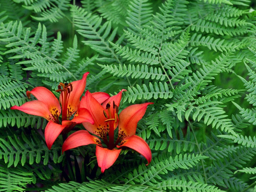 1262109056_flwrs_12.jpg