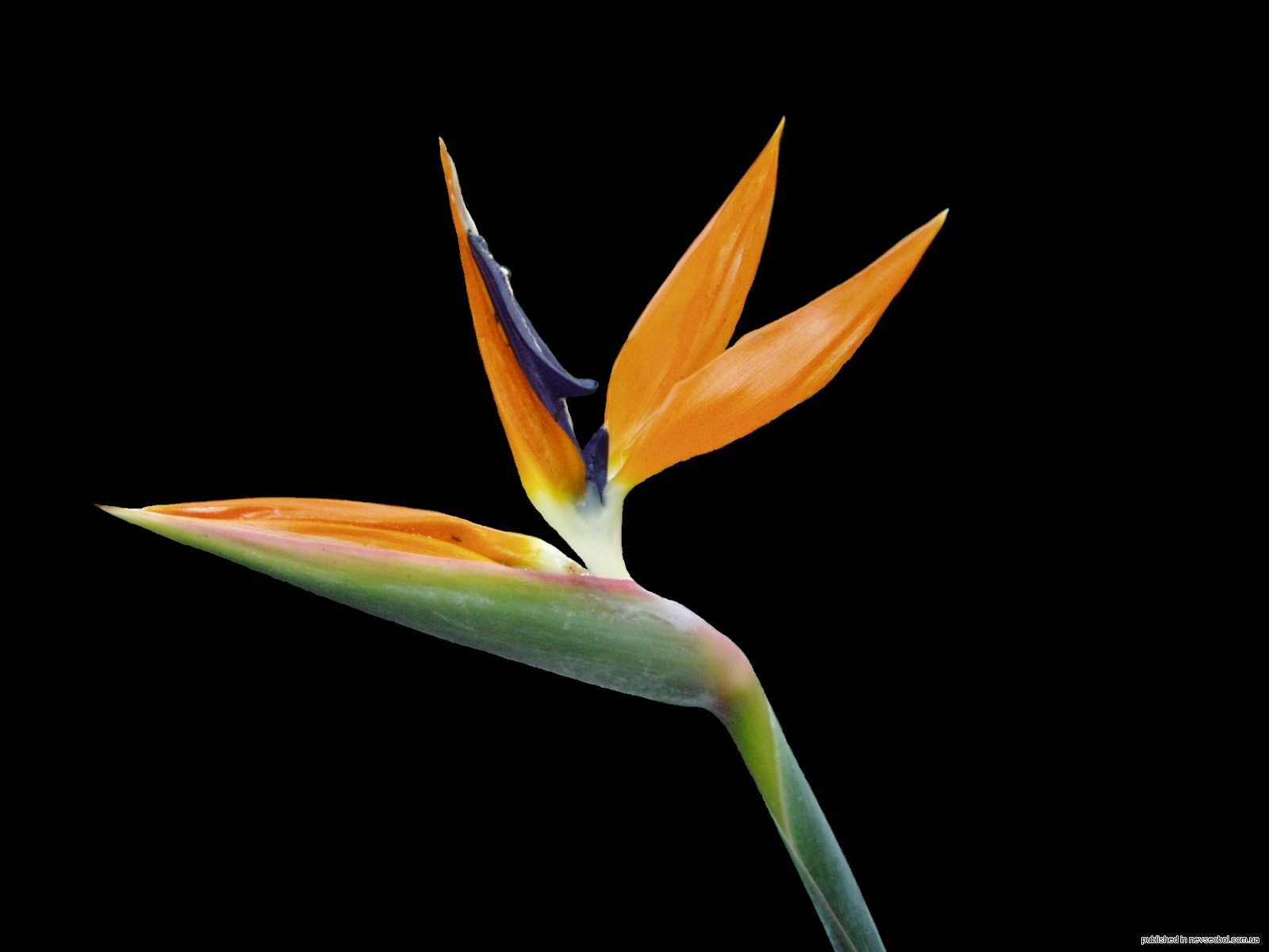 1262109026_flwrs_38.jpg