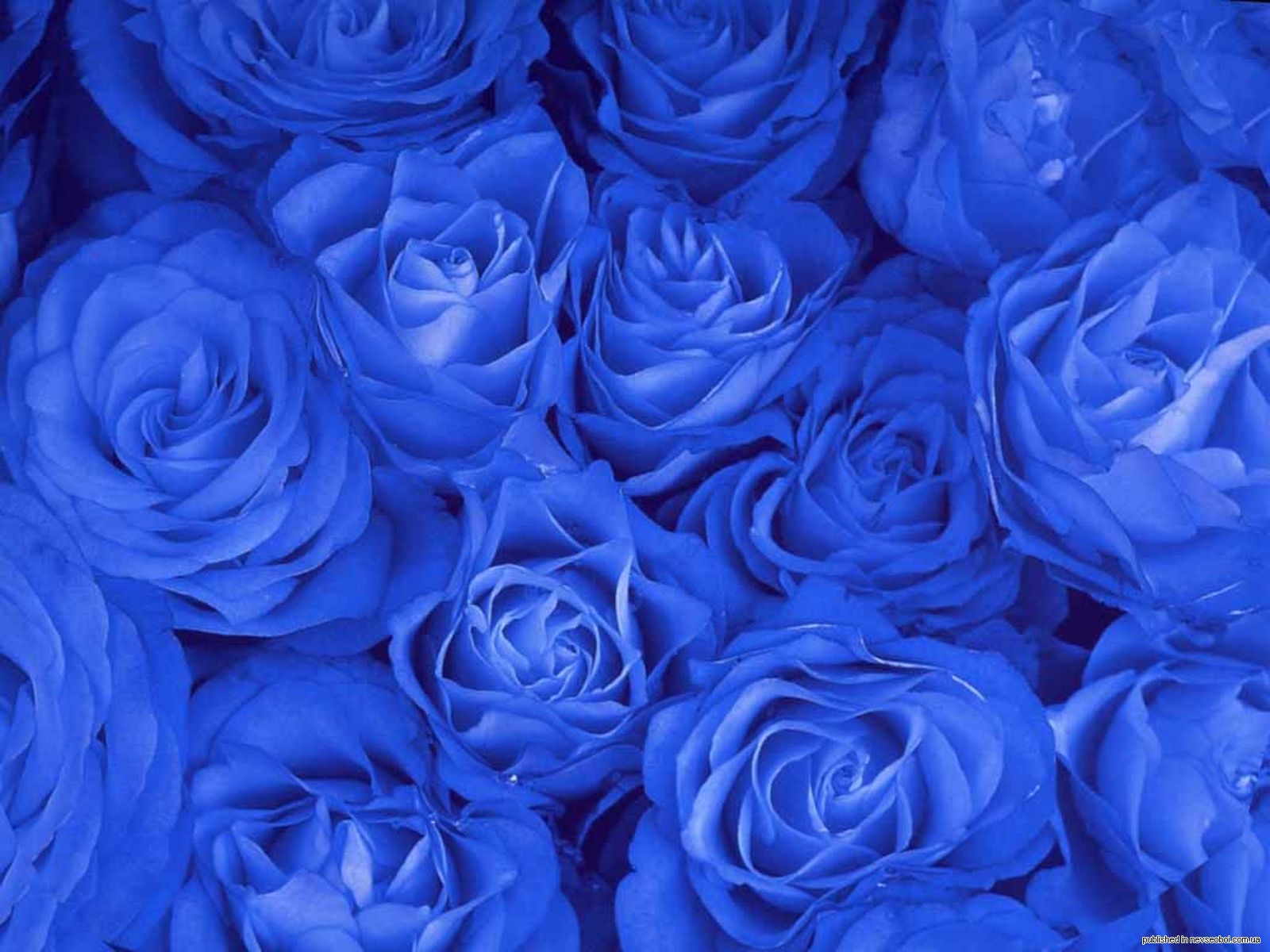 1266946274_roses_30.jpg