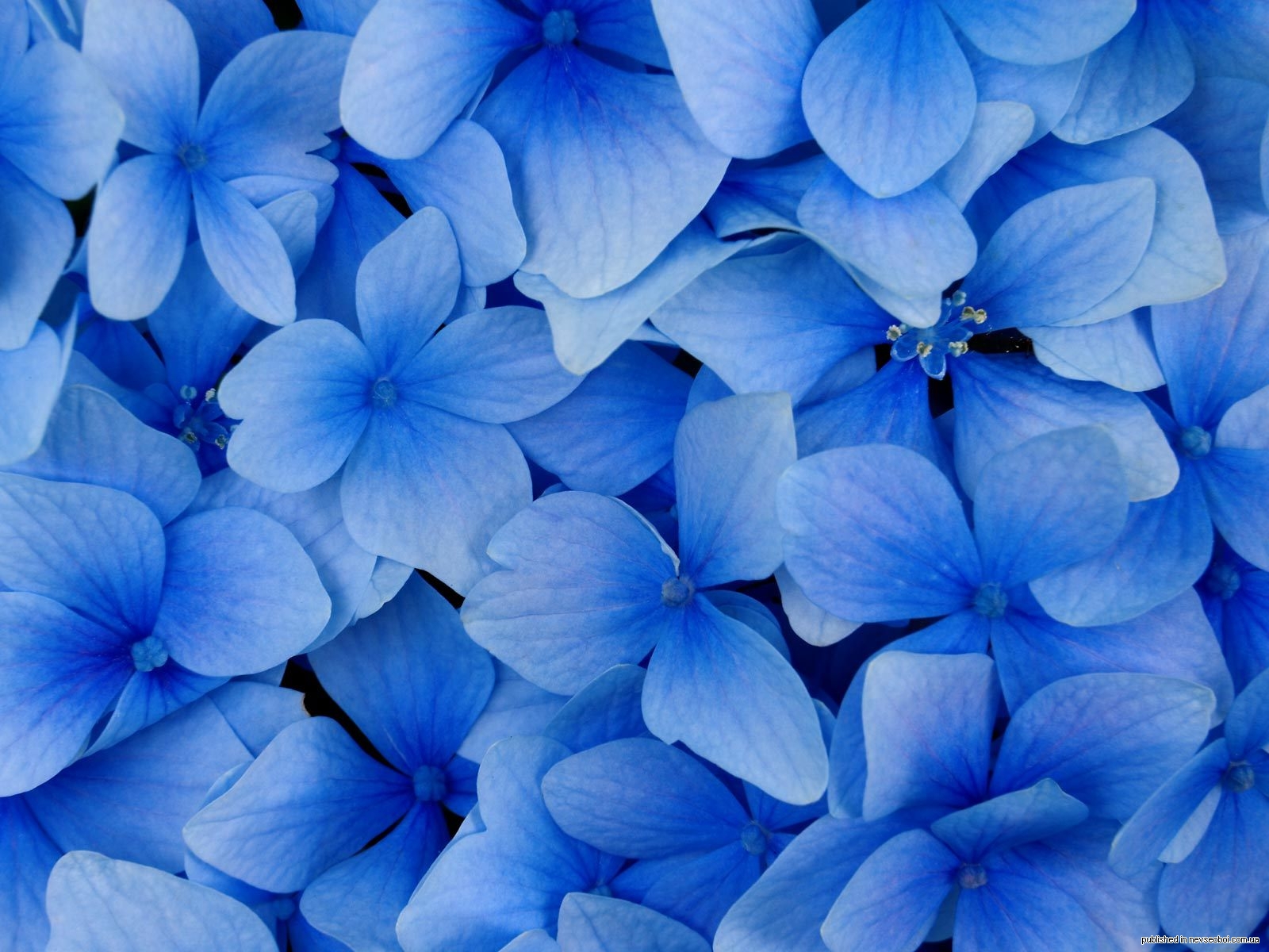 1268495491_blue_hydrangea_blossoms.jpg