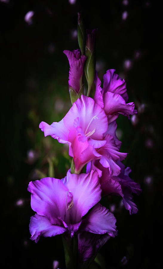purple-gladiolas-athena-mckinzie.jpg