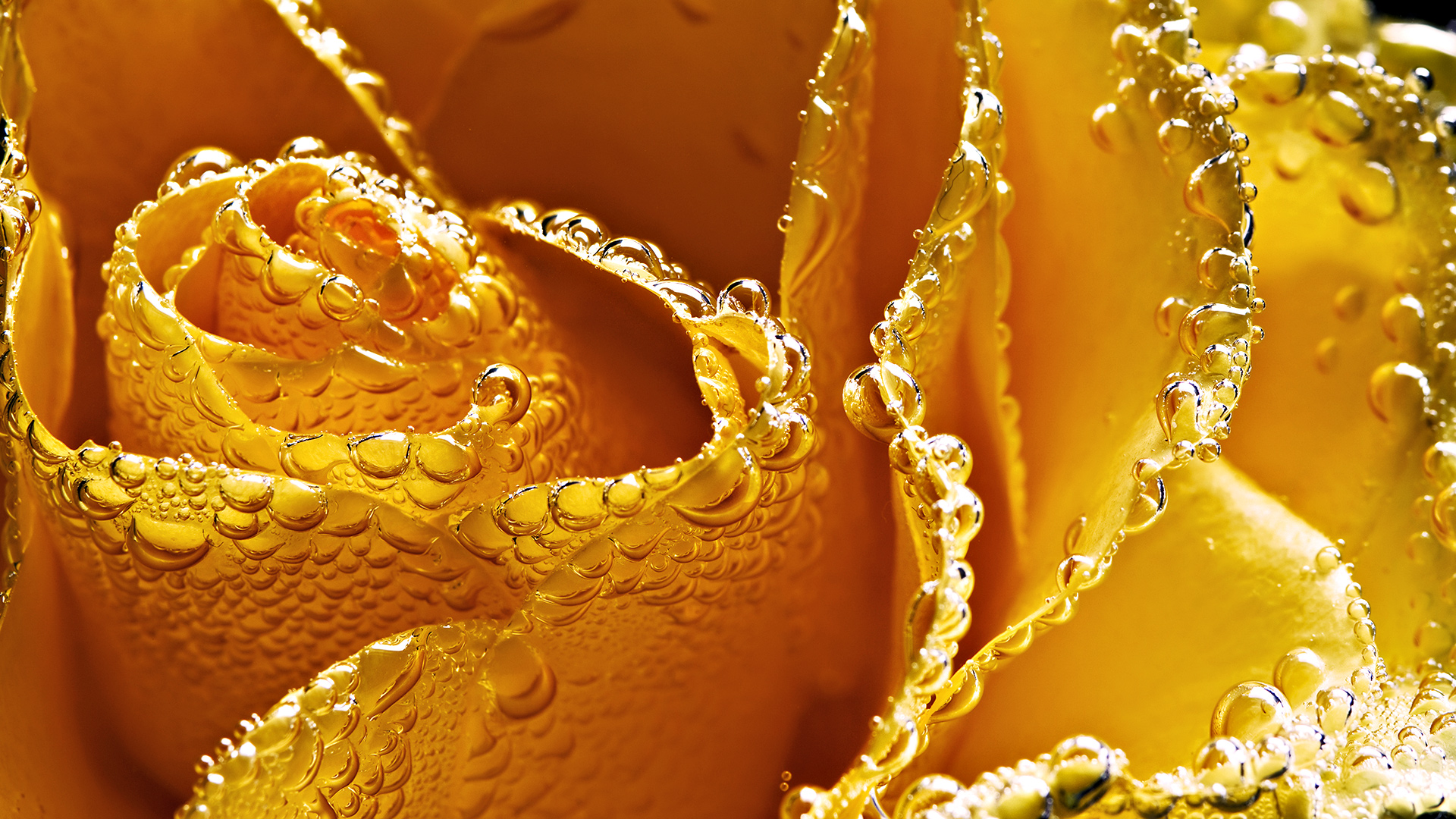 Flowers-Full-HD--0139.jpg