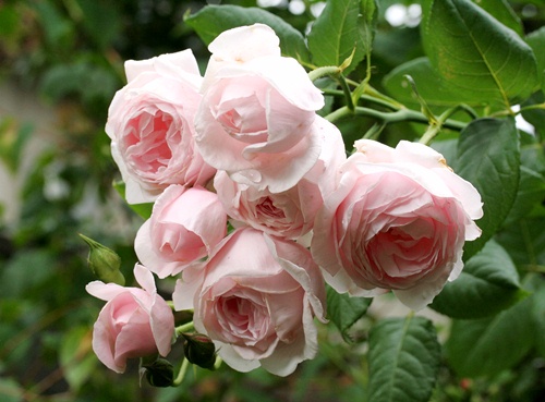 20110529180431989.jpg