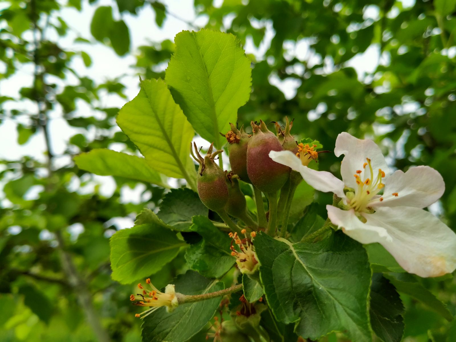 Почему опадает завязь. Завязь яблони. Абрикос жердела цветет. Жердёла цветет. Завязи абрикоса фото.