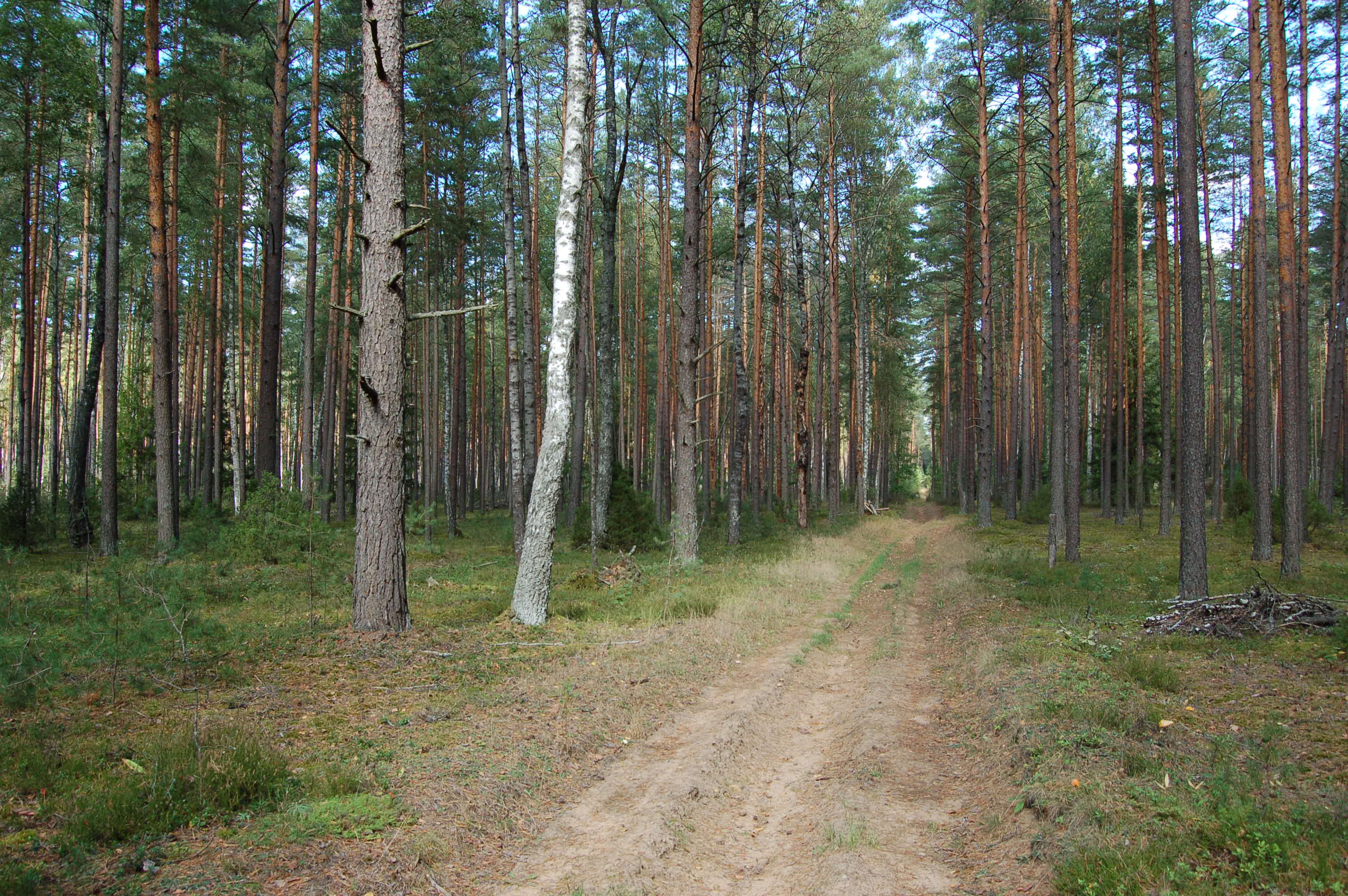 DSC_0033.JPG