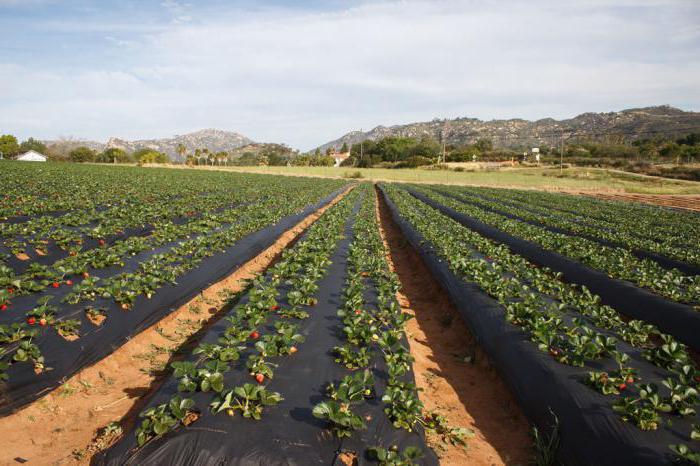 Преимущества и варианты использования агротекстиля на приусадебном участке