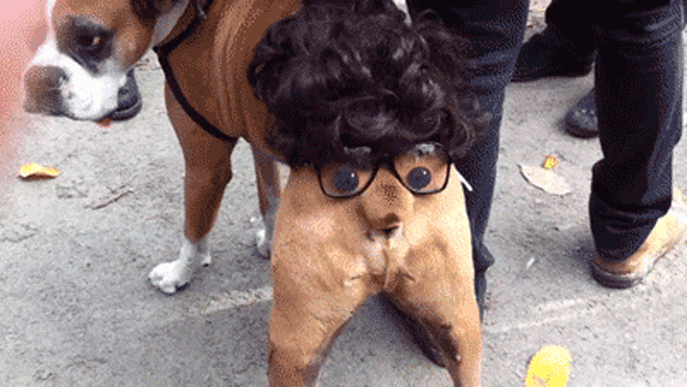 funny-dog-108.gif