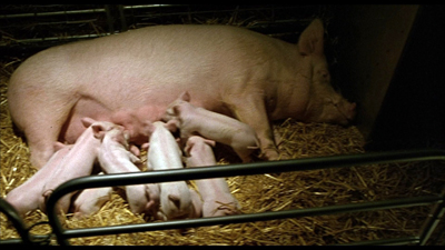 5e9f214cec832901c48cce3e4d27ea7b - Babe el cerdito valiente [BDREMUX - 1080P - H264] [PAL] [Castellano, Inglés - Francés - Italiano - Alemán - Portugués - Ruso - Japonés] [Comedia Infantil] [MEGA] 24 GB