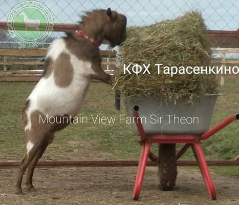 Сэр Теон 3 liliadolin.jpg