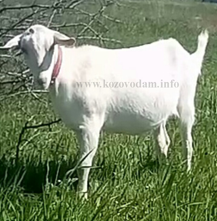 Мишель 4 ЛПХ Зааненталь.jpg