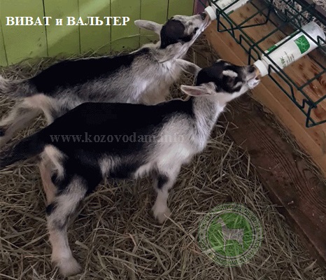 Виват и Вальтер liliadolin.jpg