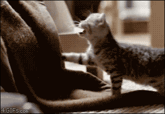 b654e3cb92feceb2cf2ece8a00f3c8b8.gif