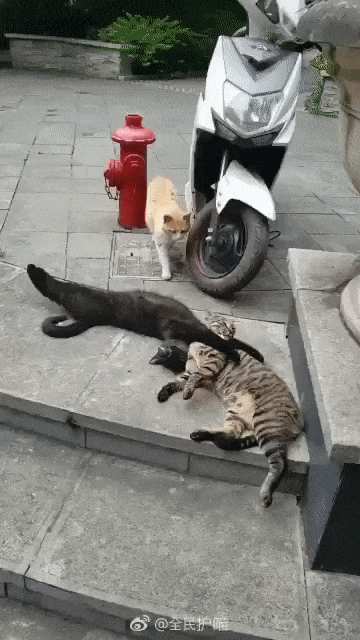 421e1c9f662ddd65f7d3145feac03ba9.gif