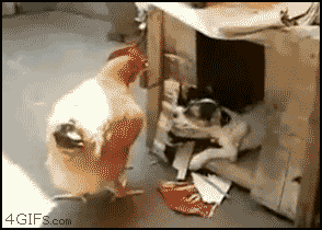 1daa5e4de4c8648665065cbccfc72abf.gif
