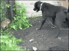 c020295b022526822e81a65566e6cf4b.gif