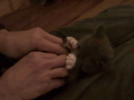 bc6c92c8bf368832820c4d767bc31b34.gif