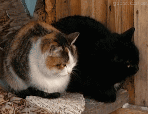 0_61535_e950e195_M.gif