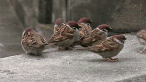 kung_fu_birds_08.gif