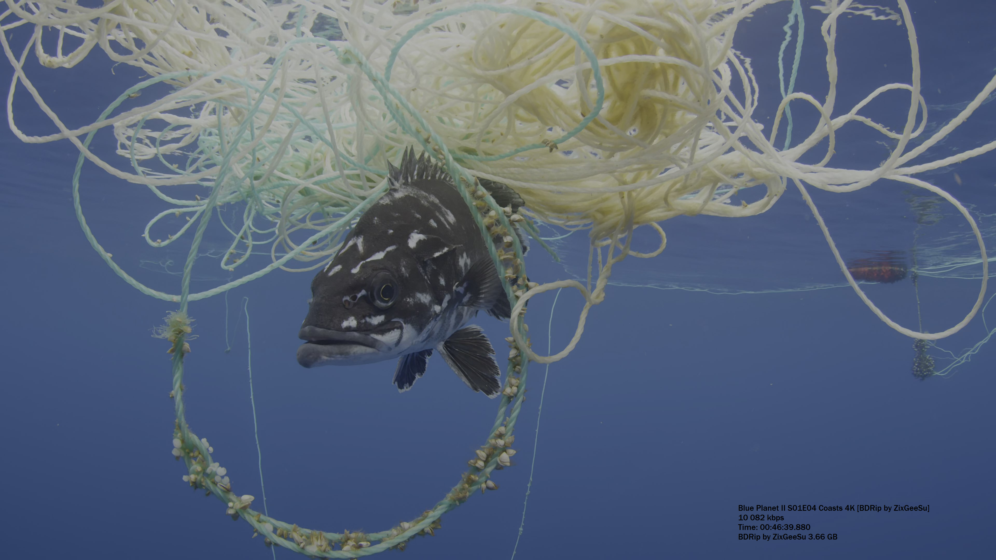 Blue Planet II S01E04 Coasts 4K [BDRip by ZixGeeSu].mkv_snapshot_46.39.880 98q.jpg