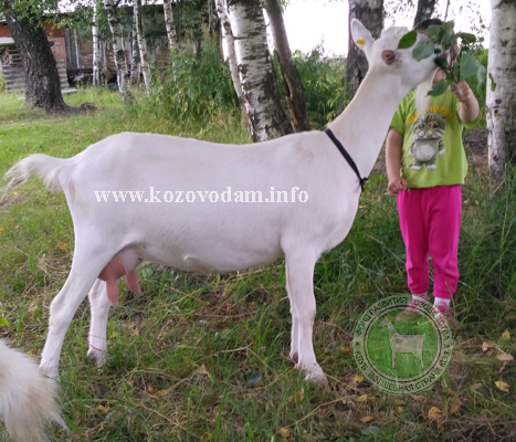 Мурка 1 ЛПХ Павловых.jpg