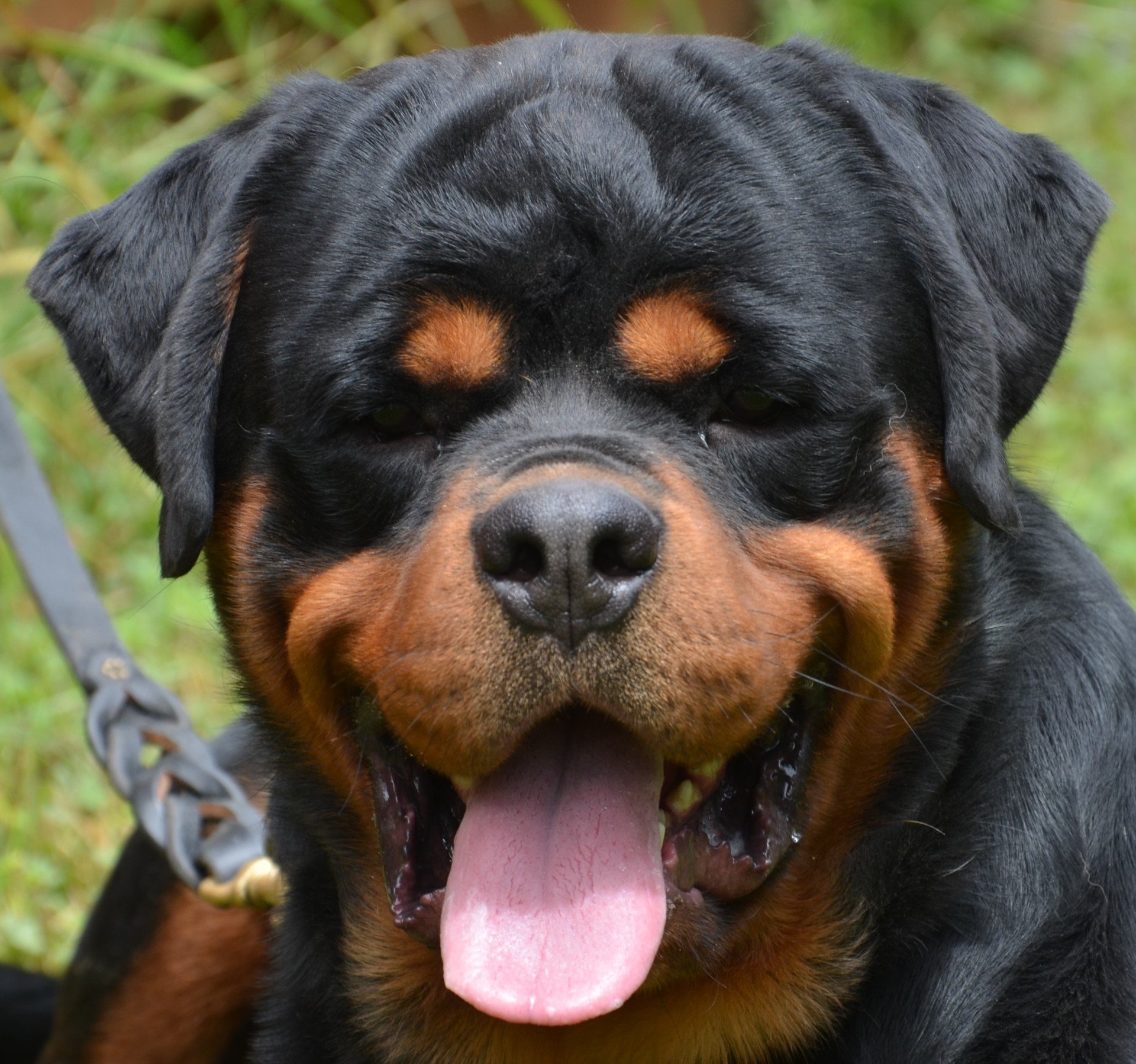 Порода собак ротвейлер фото характеристики