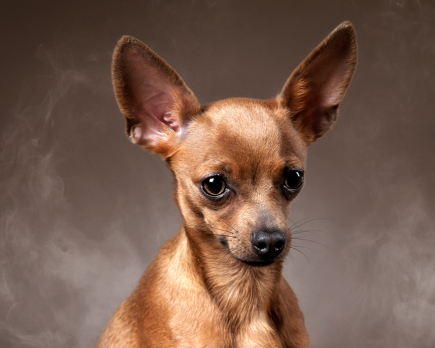 породы собак терьеры с фотографиями короткошерстные