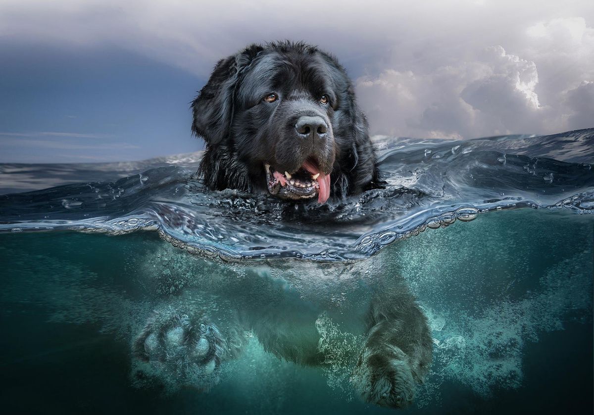 Черные собаки море