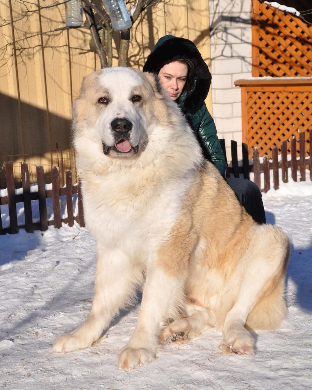 Собака азиатская овчарка фото