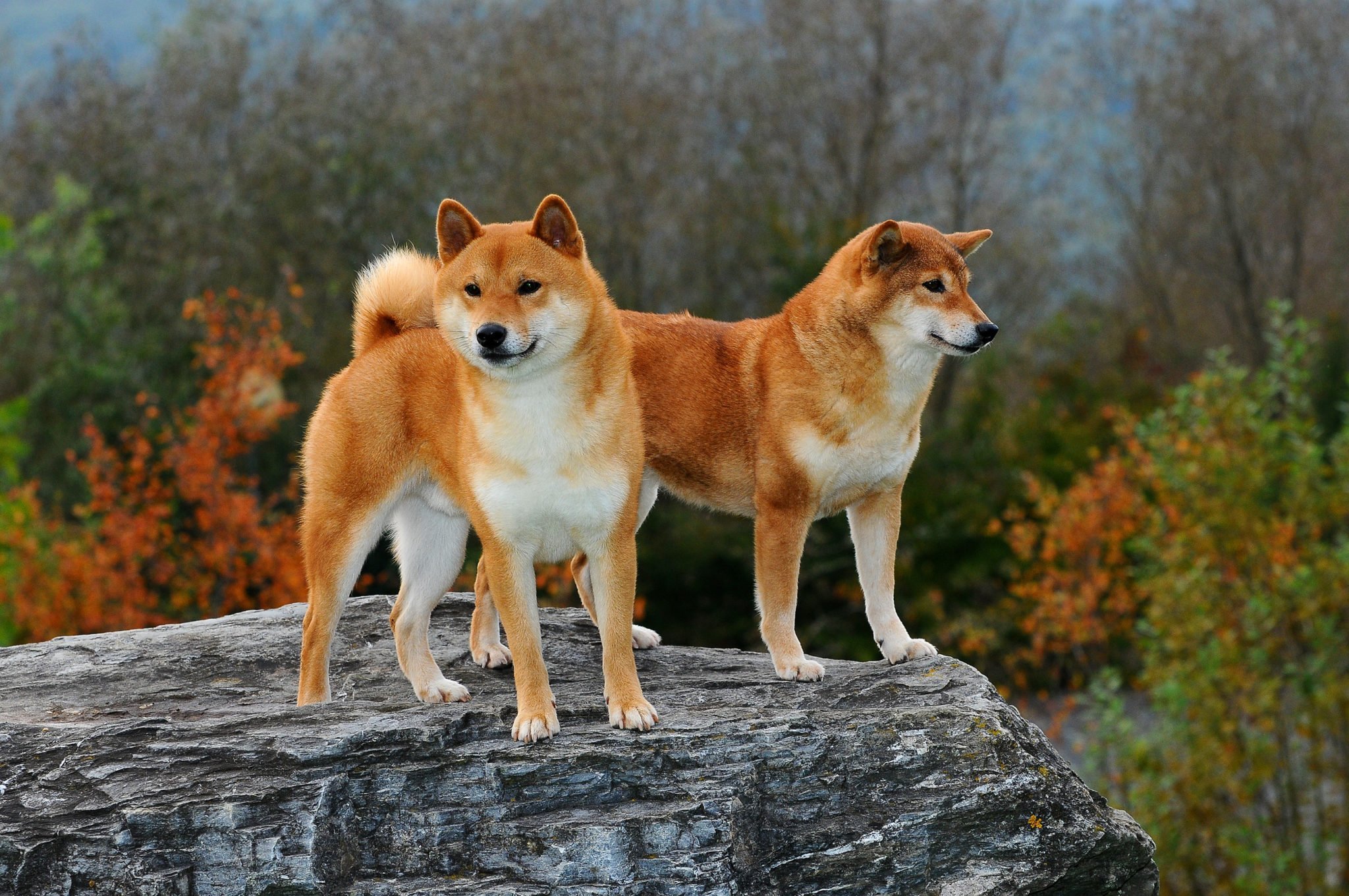Китайские породы собак с фотографиями и названиями