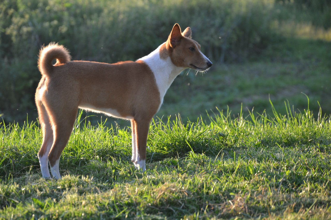 Басенджи собака фото описание породы характер