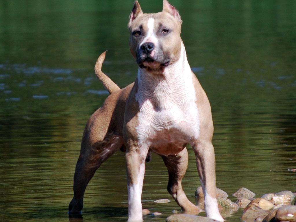 Стаффордширский терьер фото взрослой собаки стандарт опасен ли