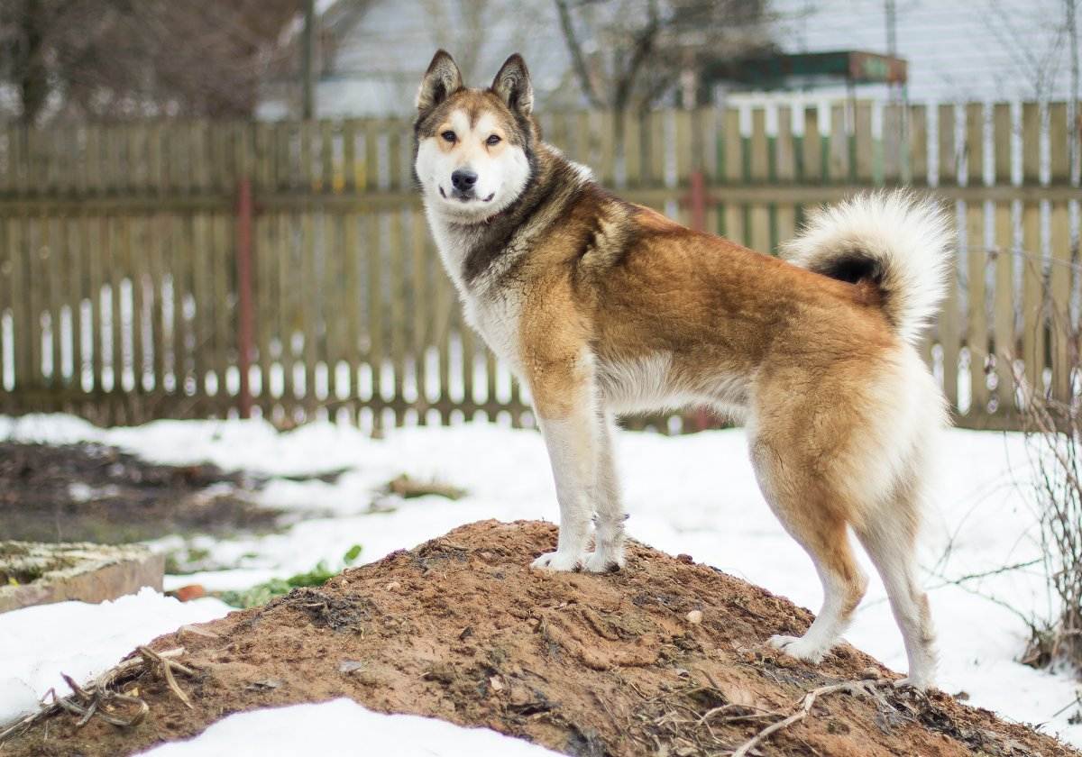 лайка западно сибирская