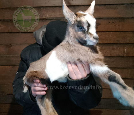 Кис-Кис Ириска liliadolin.jpg