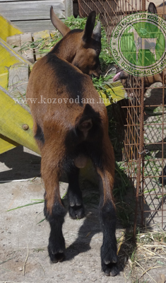 Линней 3 ЛПХ Смирновских.jpg