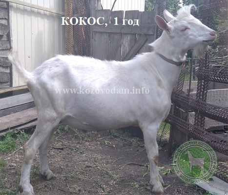 Кокос 1 Симанская Ольга.jpg