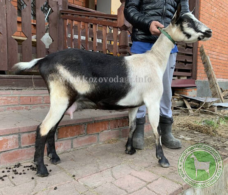 Герань 1 Светлана Владиславовна.jpg