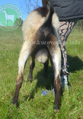 Альтаир 3 Троя.JPG