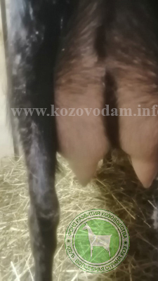 Йолдыз 2 MoyaLamancha.jpg