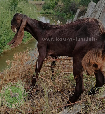 Леонардо 2 Kristinarai.jpg